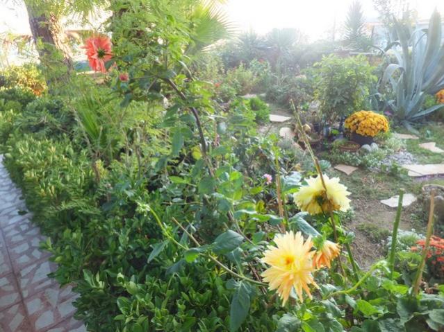 Name:  DSCF2851.jpg
Views: 480
Size:  68.5 KB