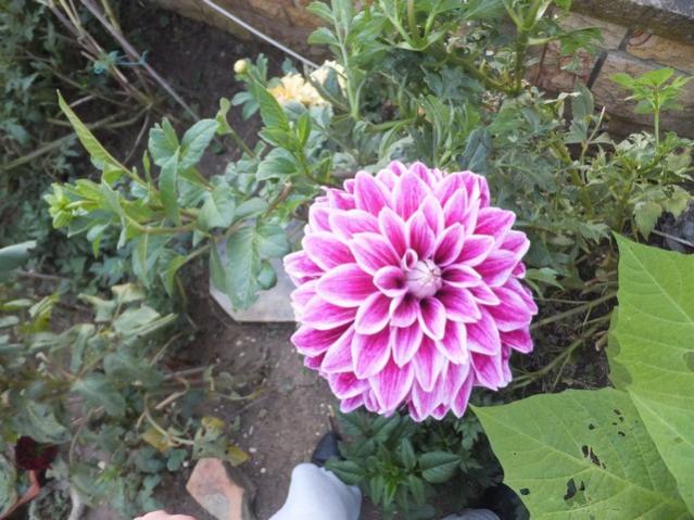 Name:  DSCF2852.jpg
Views: 463
Size:  60.3 KB