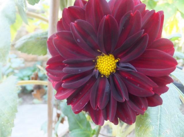 Name:  DSCF2857.jpg
Views: 231
Size:  34.9 KB