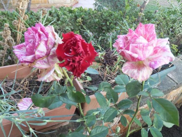 Name:  DSCF2876.jpg
Views: 255
Size:  67.0 KB