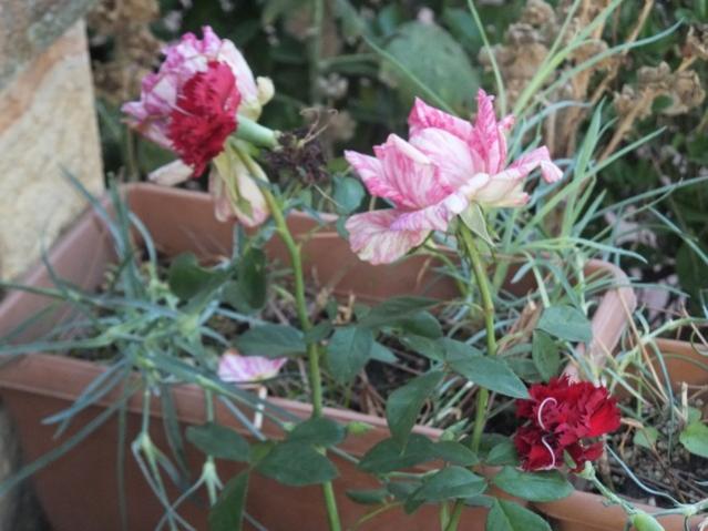 Name:  DSCF2878.jpg
Views: 218
Size:  48.0 KB