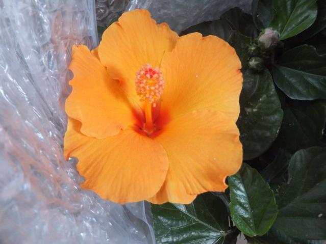 Name:  DSCF2895.jpg
Views: 213
Size:  34.3 KB