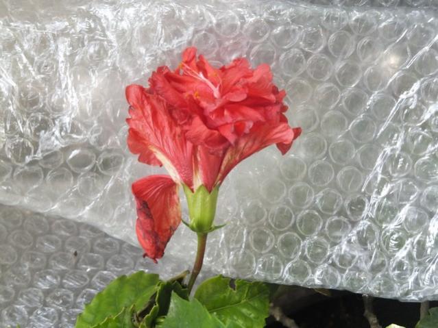 Name:  DSCF2898.jpg
Views: 233
Size:  50.8 KB