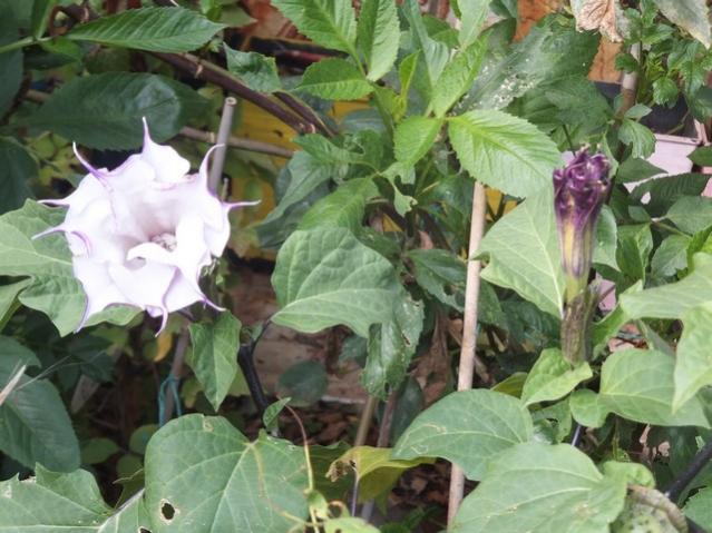 Name:  DSCF2910.jpg
Views: 195
Size:  54.5 KB