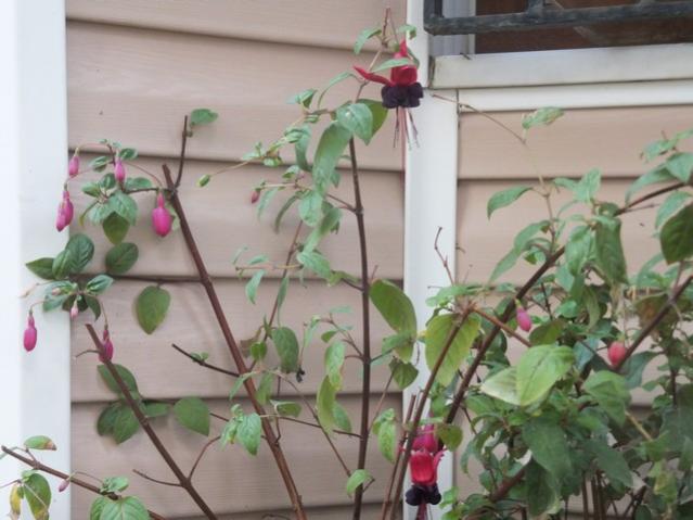 Name:  DSCF2917.jpg
Views: 215
Size:  43.0 KB