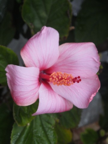 Name:  DSCF2939.jpg
Views: 200
Size:  38.4 KB