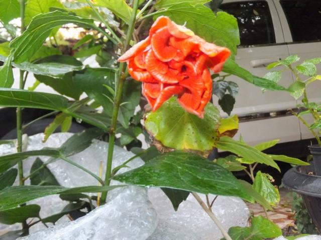 Name:  DSCF2940.jpg
Views: 221
Size:  54.5 KB