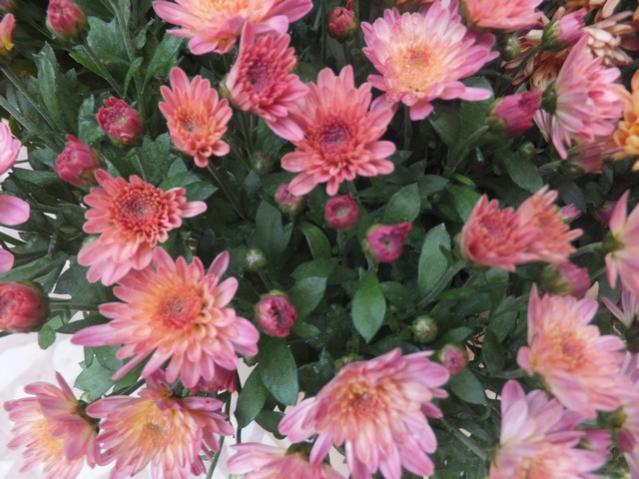 Name:  DSCF2978.jpg
Views: 310
Size:  54.8 KB
