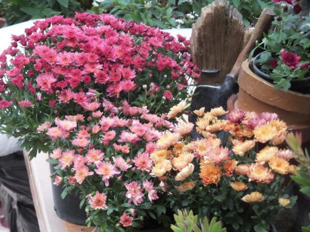 Name:  DSCF2982.jpg
Views: 291
Size:  68.5 KB