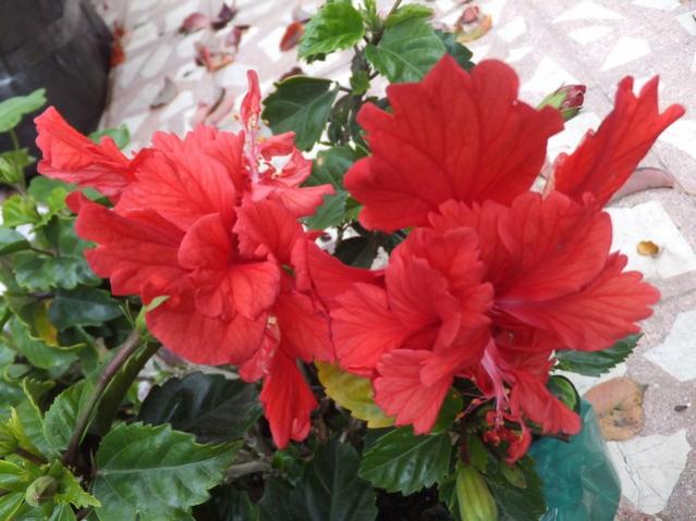 Name:  DSCF2995.jpg
Views: 578
Size:  48.1 KB