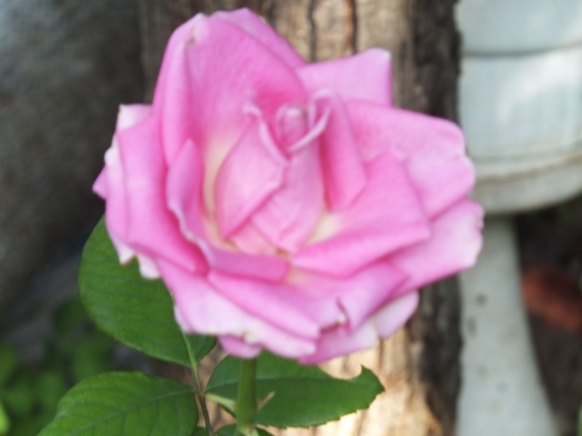 Name:  DSCF3037.jpg
Views: 301
Size:  52.4 KB