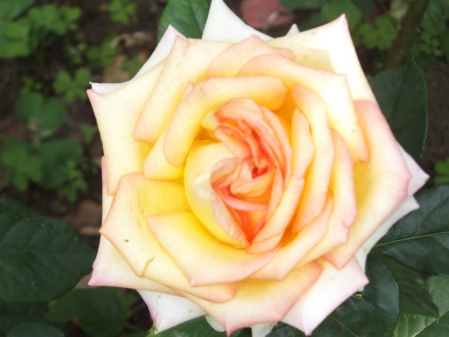 Name:  DSCF3038.jpg
Views: 286
Size:  64.6 KB