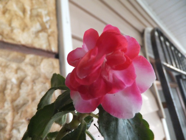Name:  DSCF3085.jpg
Views: 302
Size:  67.4 KB