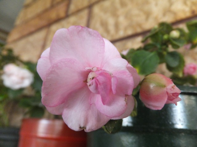 Name:  DSCF3087.jpg
Views: 311
Size:  61.0 KB