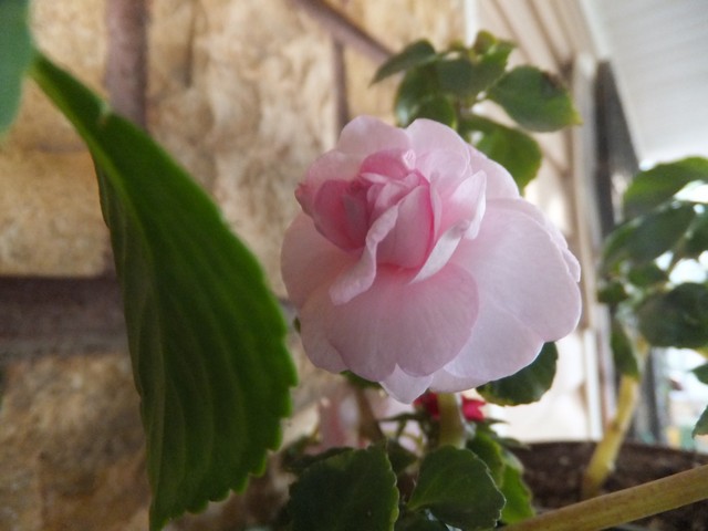 Name:  DSCF3089.jpg
Views: 271
Size:  63.8 KB