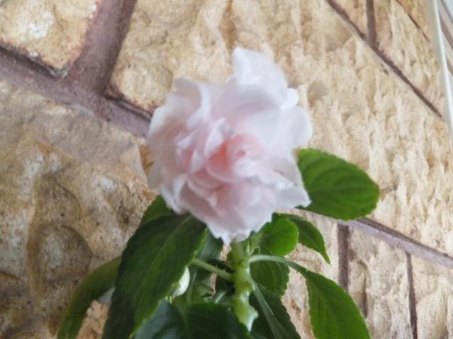 Name:  DSCF3090.jpg
Views: 269
Size:  39.6 KB