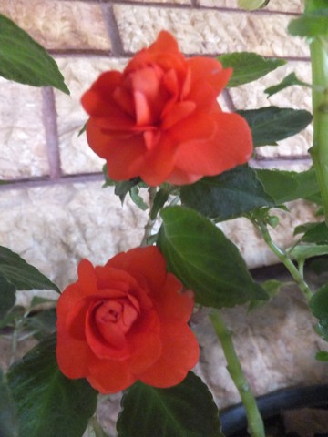 Name:  DSCF3091.jpg
Views: 290
Size:  53.5 KB