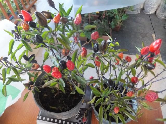 Name:  DSCF3092.jpg
Views: 317
Size:  59.5 KB