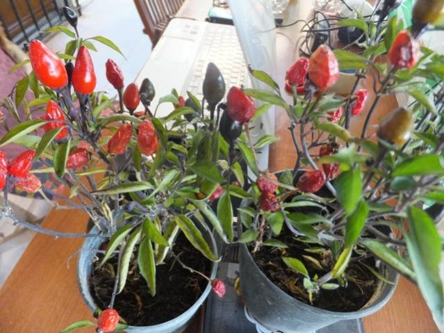Name:  DSCF3093.jpg
Views: 263
Size:  60.5 KB