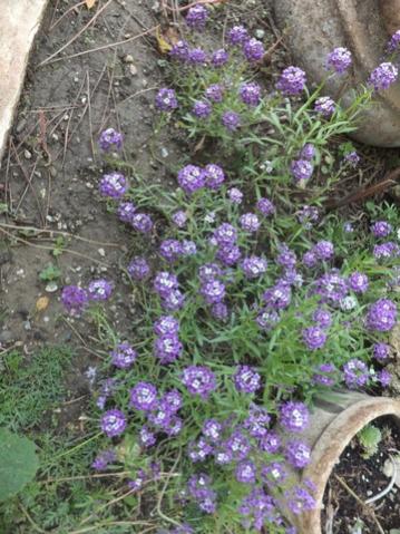 Name:  DSCF3105.jpg
Views: 278
Size:  46.9 KB