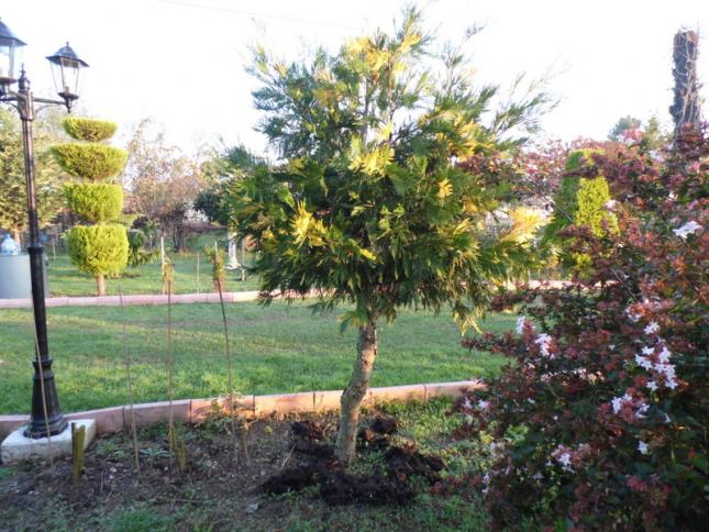 Name:  293-293.jpg
Views: 1077
Size:  70.4 KB