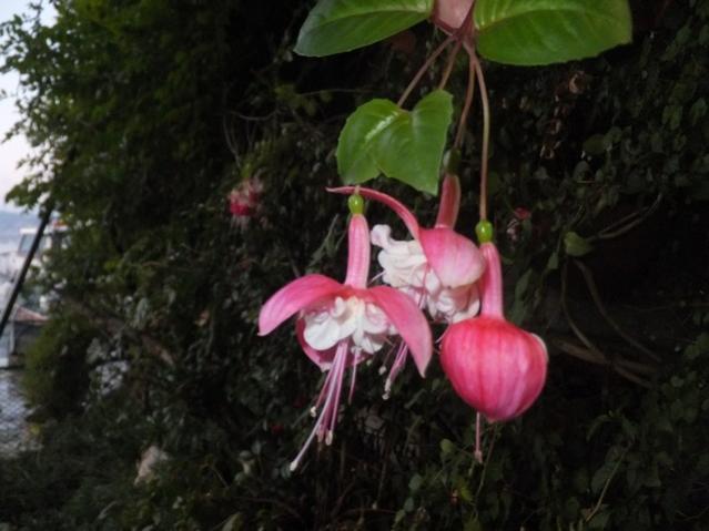 Name:  DSCF3189.jpg
Views: 295
Size:  39.0 KB