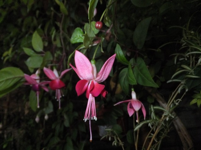 Name:  DSCF3190.jpg
Views: 289
Size:  69.7 KB
