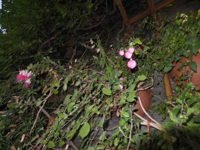 Name:  DSCF3191.jpg
Views: 296
Size:  61.4 KB