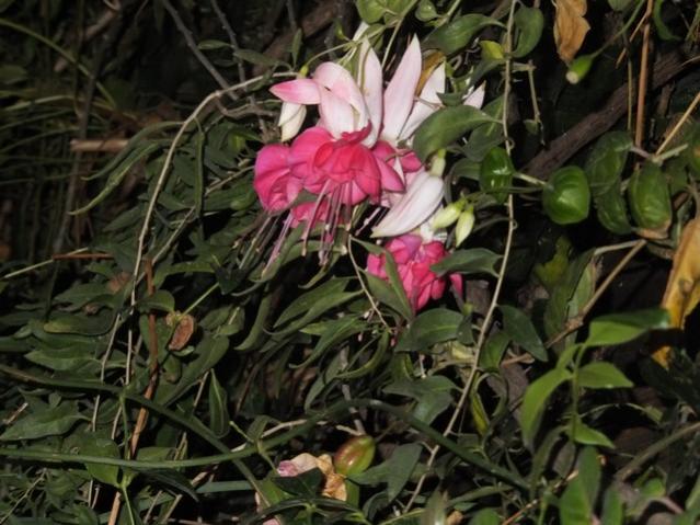 Name:  DSCF3192.jpg
Views: 306
Size:  55.6 KB