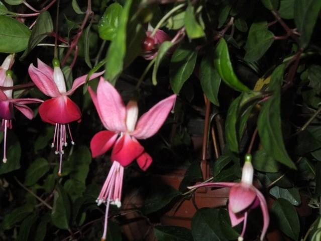 Name:  DSCF3193.jpg
Views: 292
Size:  39.6 KB