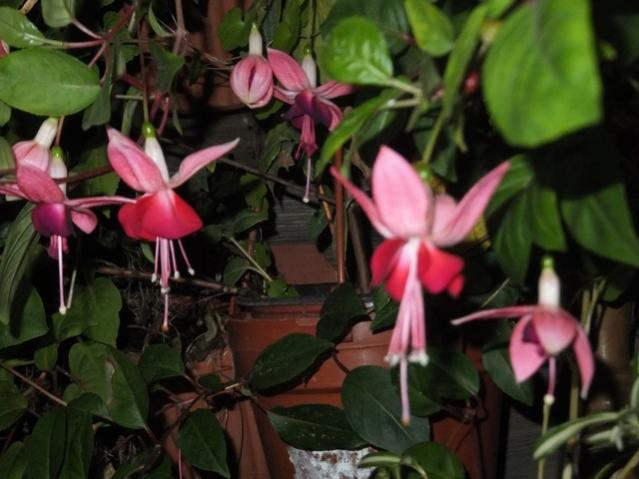 Name:  DSCF3194.jpg
Views: 313
Size:  42.6 KB