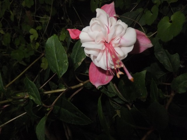 Name:  DSCF3197.jpg
Views: 295
Size:  66.0 KB