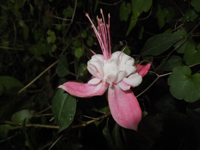 Name:  DSCF3199.jpg
Views: 293
Size:  64.5 KB