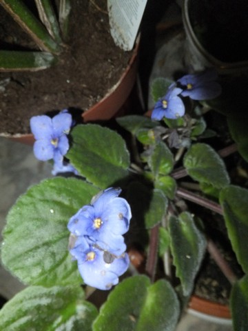 Name:  DSCF3203.jpg
Views: 282
Size:  50.0 KB