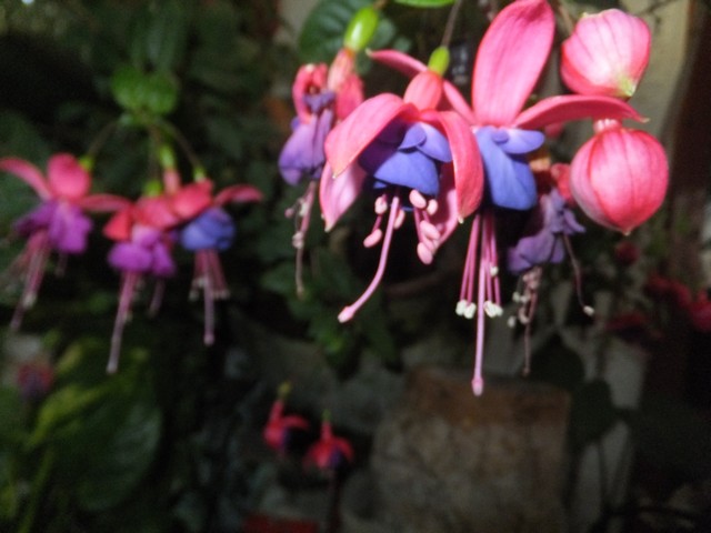 Name:  DSCF3204.jpg
Views: 296
Size:  66.4 KB