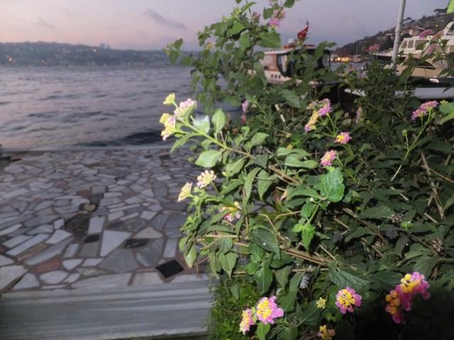 Name:  DSCF3210.jpg
Views: 301
Size:  54.2 KB