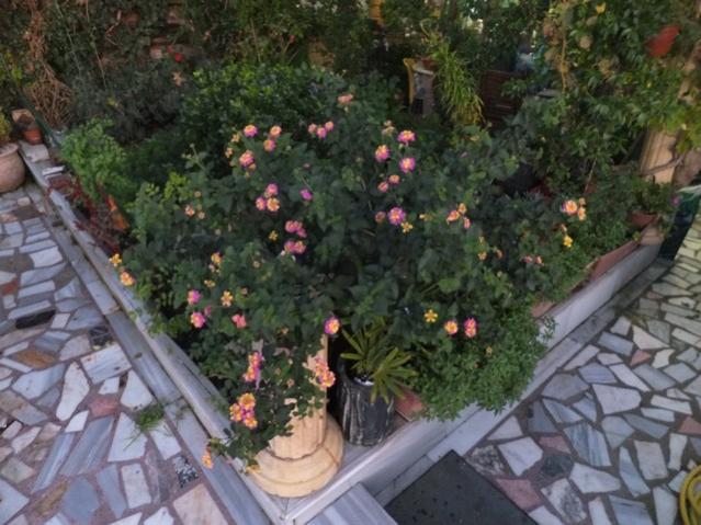 Name:  DSCF3217.jpg
Views: 288
Size:  57.0 KB