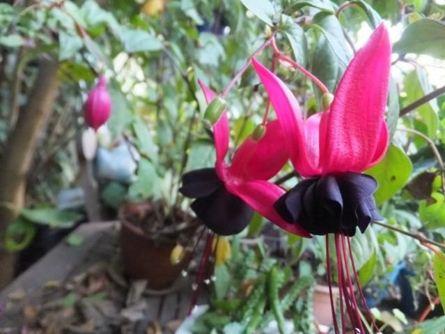 Name:  DSCF3227.jpg
Views: 293
Size:  46.2 KB