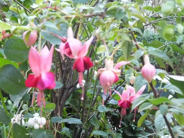 Name:  DSCF3229.jpg
Views: 301
Size:  63.3 KB