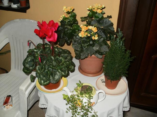 Name:  PC100121a.jpg
Views: 707
Size:  48.1 KB