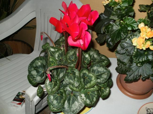 Name:  PC100125a.jpg
Views: 957
Size:  55.4 KB
