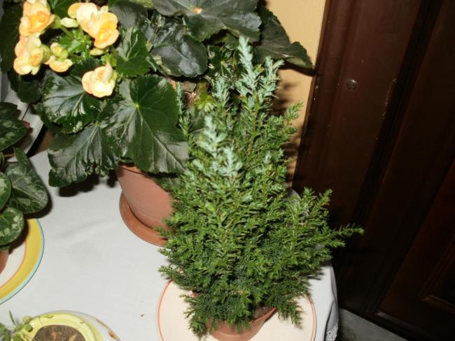 Name:  PC100127a.jpg
Views: 705
Size:  51.7 KB