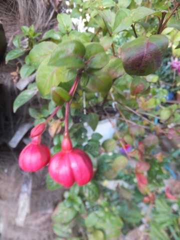 Name:  DSCF3240.jpg
Views: 289
Size:  59.2 KB