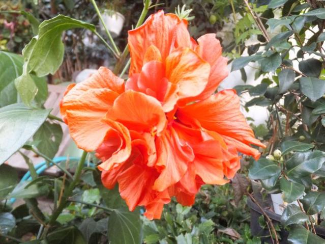 Name:  DSCF3250.jpg
Views: 297
Size:  58.4 KB