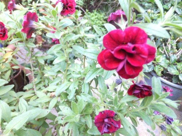 Name:  DSCF3259.jpg
Views: 304
Size:  62.4 KB