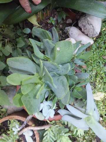 Name:  DSCF3269.jpg
Views: 275
Size:  68.2 KB