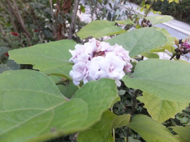 Name:  DSCF3284.jpg
Views: 262
Size:  40.4 KB