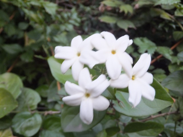 Name:  DSCF3280.jpg
Views: 328
Size:  62.3 KB