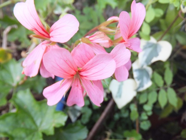Name:  DSCF3304.jpg
Views: 294
Size:  69.5 KB