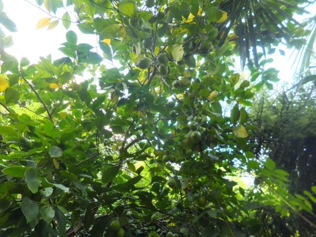 Name:  DSCF3308.jpg
Views: 296
Size:  65.1 KB